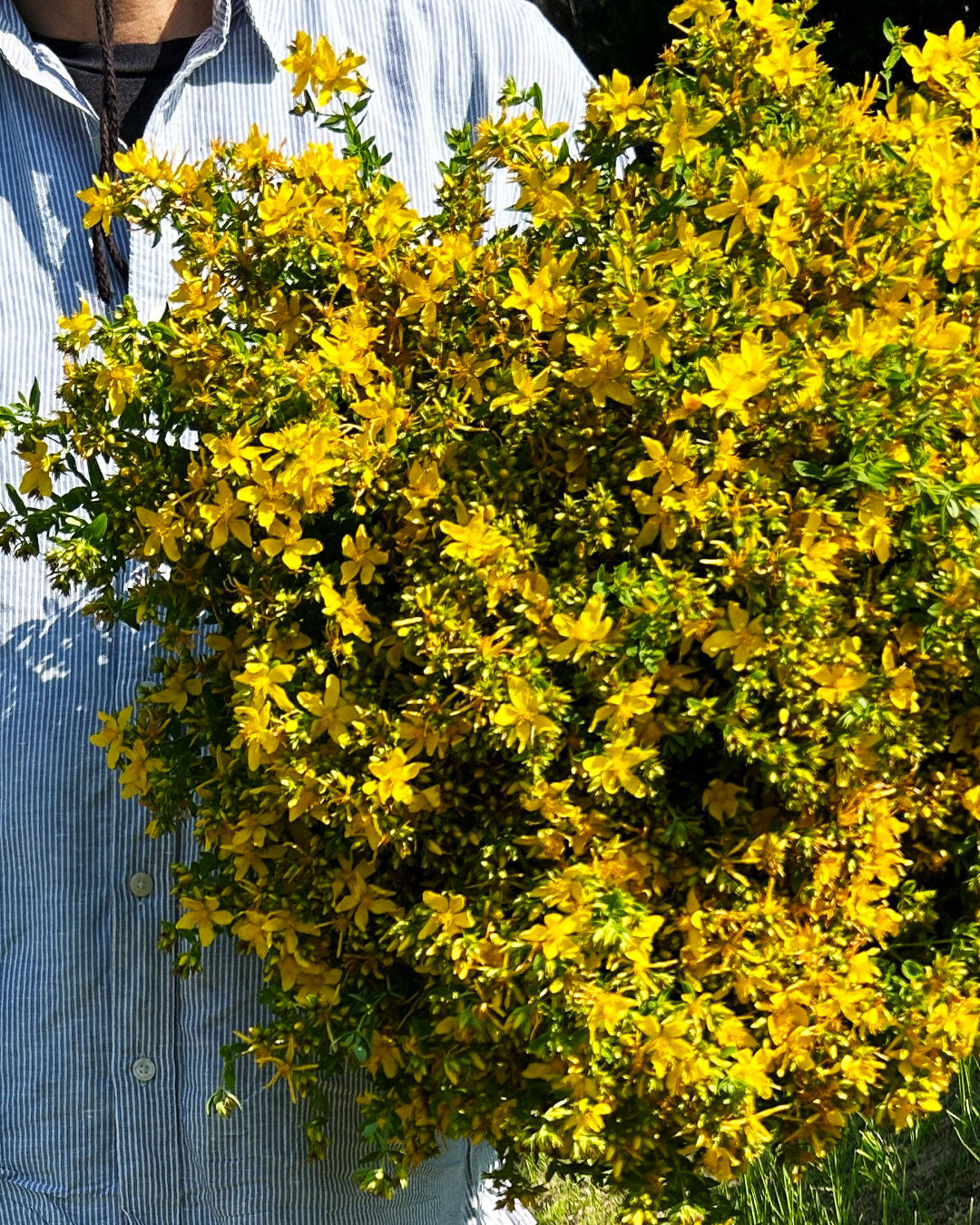 セントジョンズワート｜St JOHN'S WORT