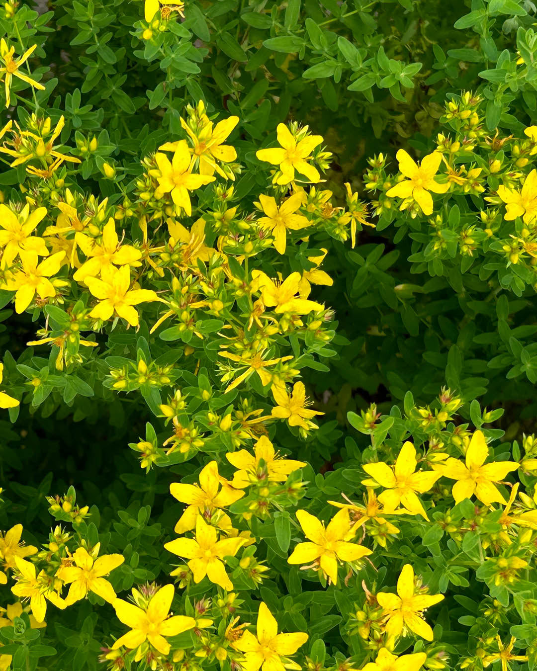 セントジョンズワート｜St JOHN'S WORT