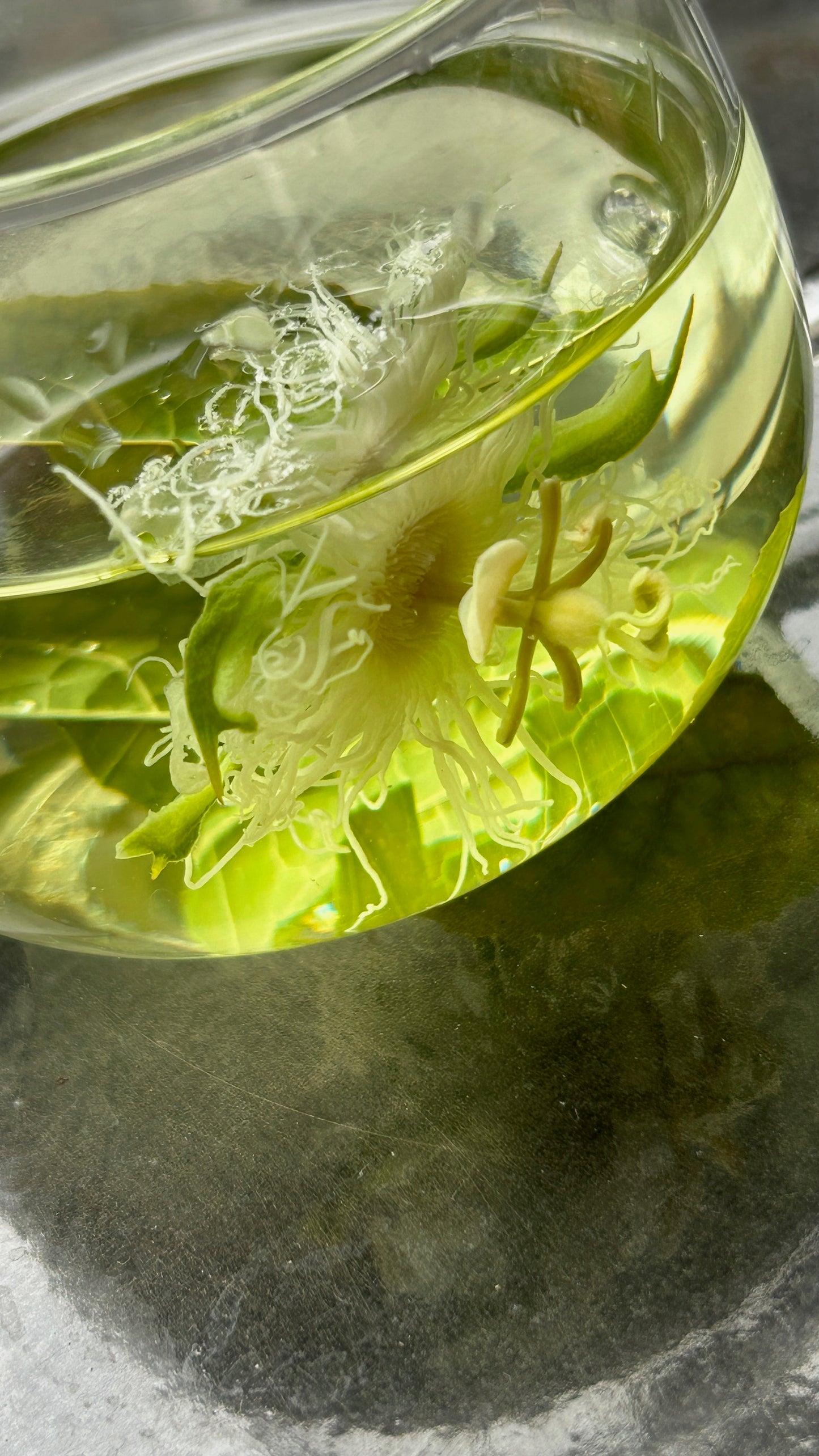 パッションフラワー｜PASSION FLOWER