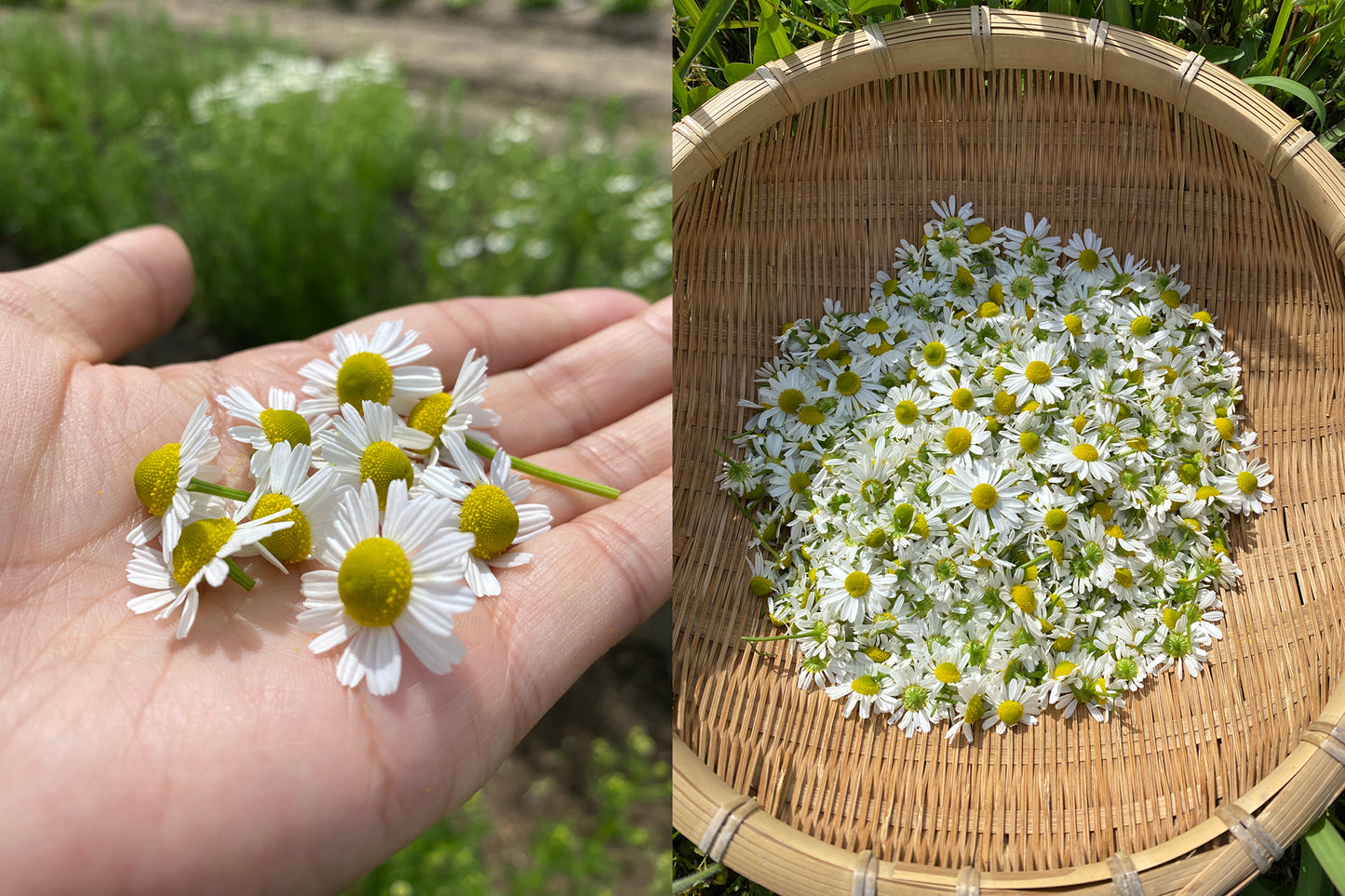ジャーマンカモミール｜ GERMAN CHAMOMILE