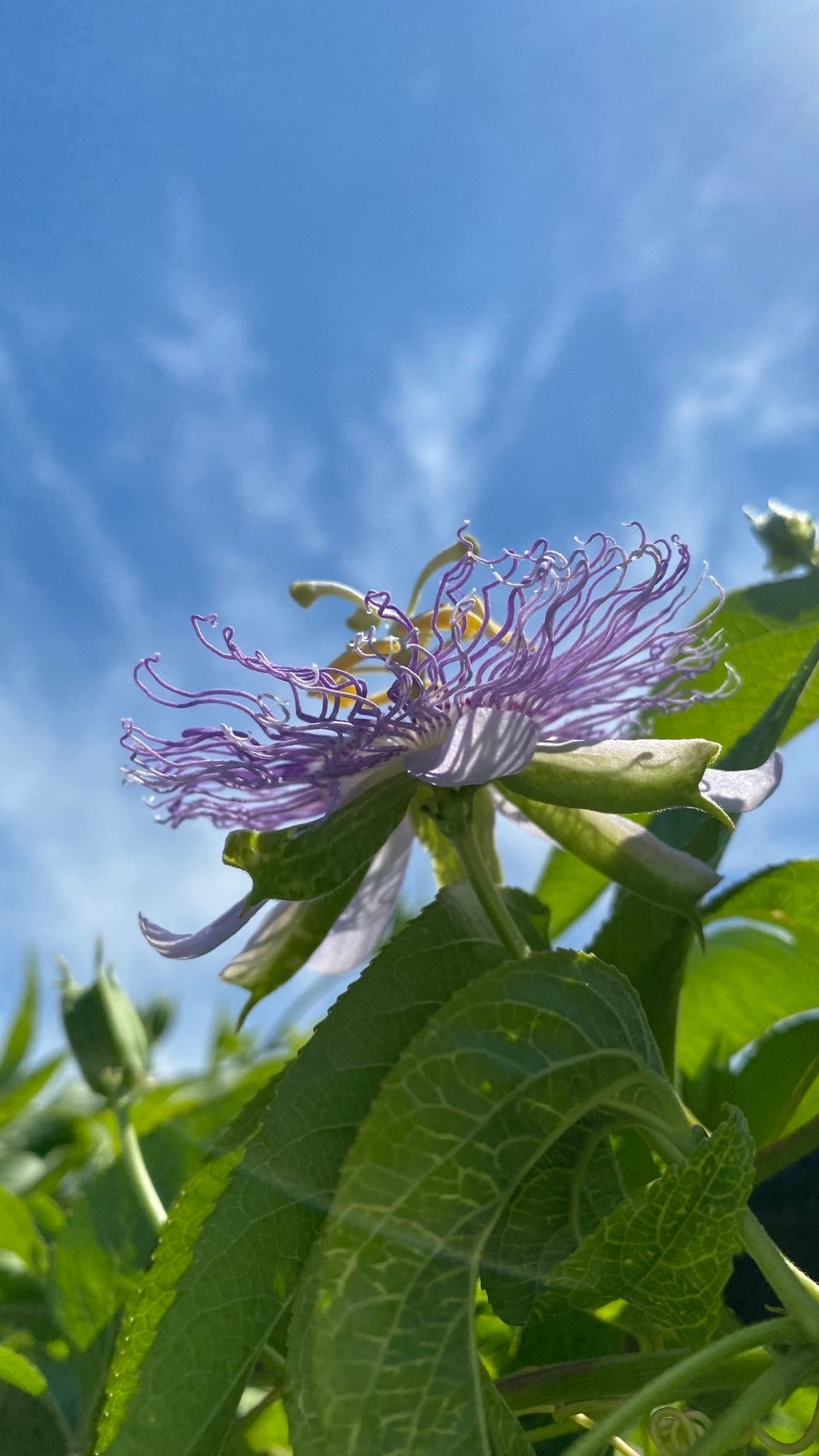 パッションフラワー｜PASSION FLOWER