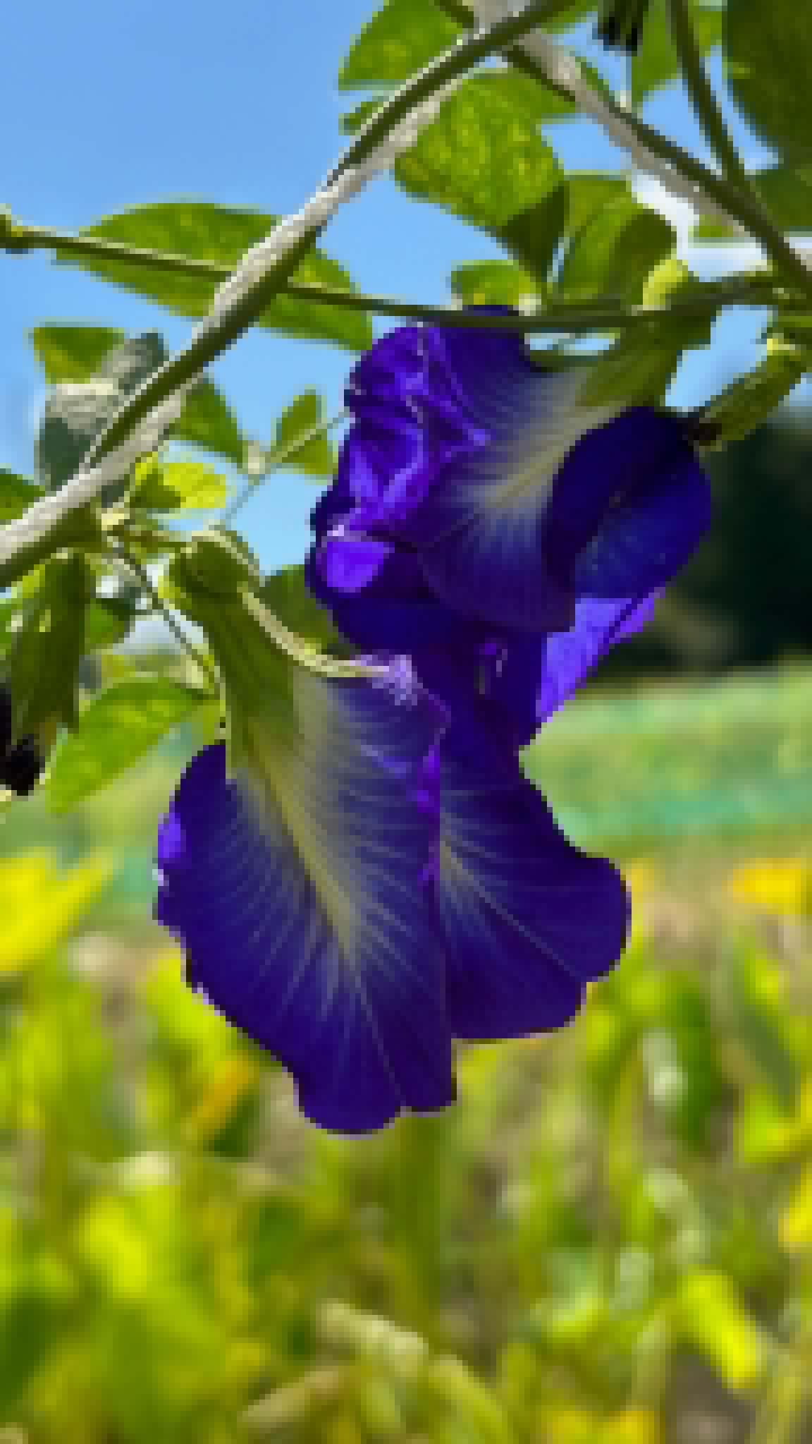 バタフライピー｜BUTTERFLY PEA